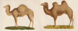 Dromadaire et chameau