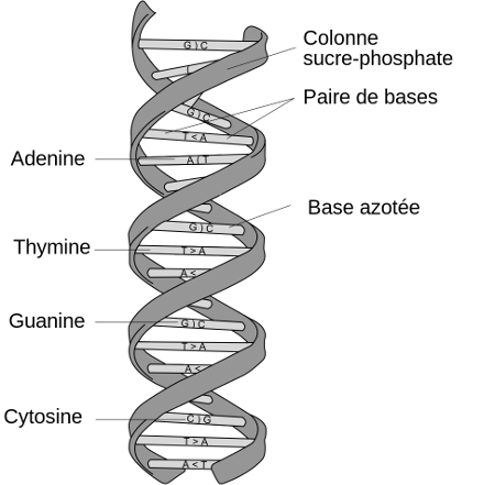 Structure de l'ADN