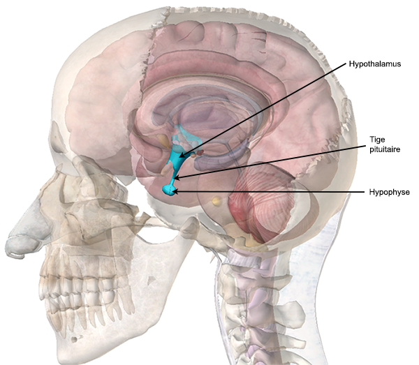 J'ai enlevé les os pariétal et temporal gauches ainsi que l'os sphénoïde et le lobe temporal gauche du cerveau. On voit bien l'hypothalamus en bleu, d'une forme vaguement triangulaire, l'hypophyse, petite boule juste dessous et la tige pituitaire qui relie les deux.