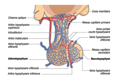 Système porte hypothalamo-hypophysaire (crédits : https://fichesmanip.wordpress.com)
