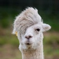 Lama