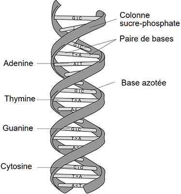 La structure de l'ADN (wikipedia)