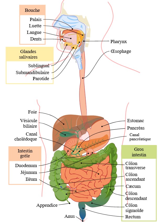Tube digestif (https://fr.wikipedia.org/wiki/Appareil_digestif_humain par Mariana Ruiz et Moez, domaine public)