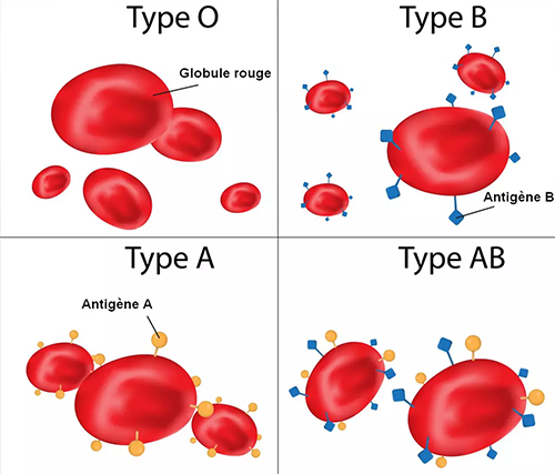 Antigènes des globules rouges suivant le groupe ABO (crédits : Joshua Abbas)