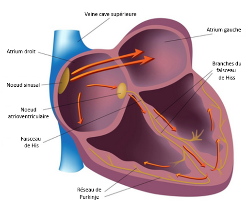 Conduction intracardiaque