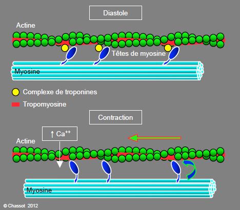 Fonctionnement de l'actine, de la myosine et de la troponine.