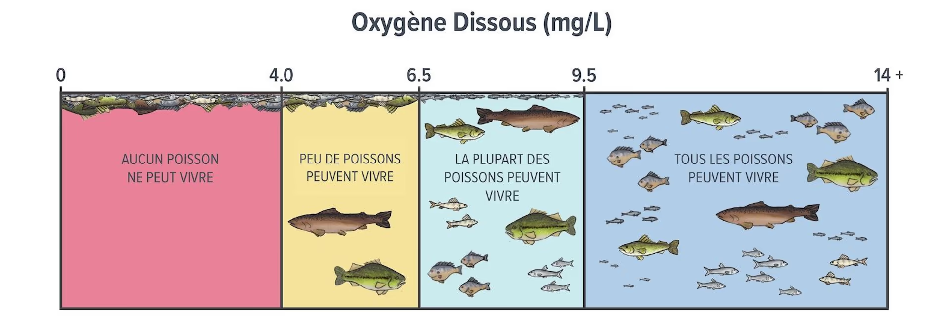 Graphique illustré montrant qu'aucun poisson ne peut vivre en dessous de 4 mg/l d'oxygène dissous, puis que de plus en plus d'espèces peuvent vivre jusqu'à 9,5 mg/l à partir duquel toutes les espèces de poissons peuvent vivre.