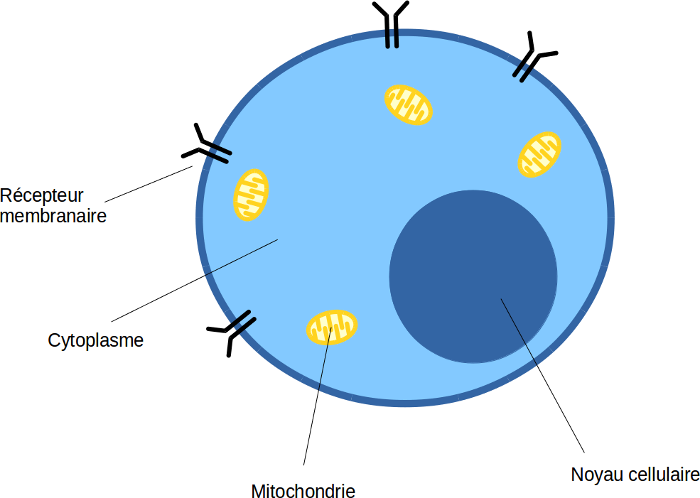 Intérieur d'une cellule