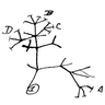 Logo de Les arbres phylogénétiques