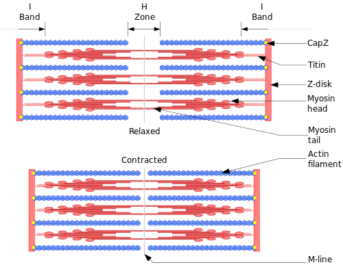 Structure d'un sarcomère (https://en.wikipedia.org/wiki/Sarcomere#/media/File:Sarcomere.svg)