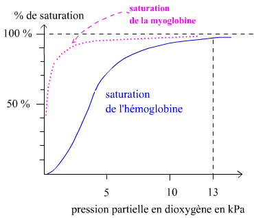 Courbes de dissociation de l'oxymyoglobine et de l'oxyhémoglobine (Illustration selon http://perrin33.com).