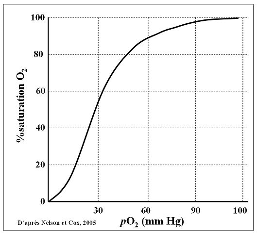 Courbe de dissociation de l'oxyhémoglobine aussi appelée courbe de Barcroft (Illustration selon http://biowiki.mbolduc1.profweb.ca)