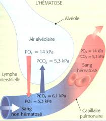 Les pressions partielles en dioxygène et dioxyde de carbone dans l'organisme