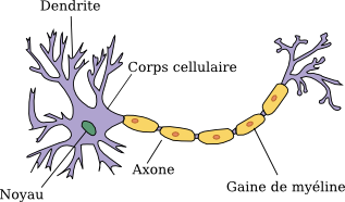 Un neurone (https://www.futura-sciences.com/sante/definitions/biologie-neurone-209/)
