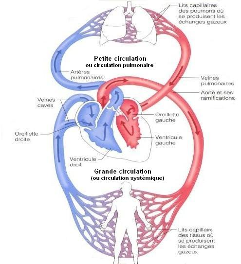 Les circulations systémique et pulmonaire (Illustration selon http://s3.e-monsite.com)