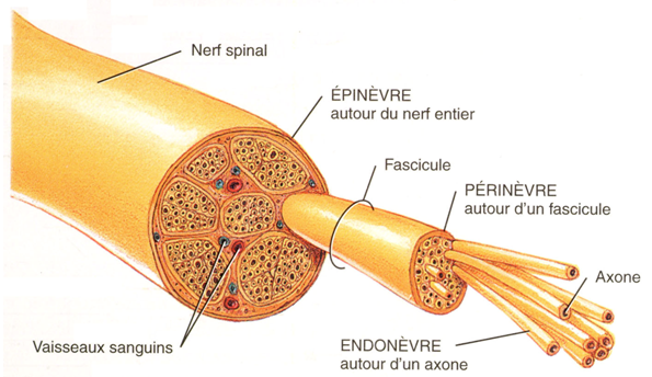 Structure d'un nerf (https://slideplayer.fr/slide/5570014/)