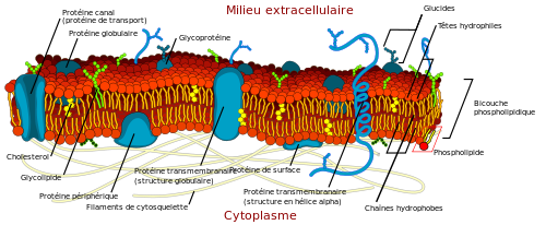 Ouah c'est beau une membrane plasmique (Illustration selon http://wikipedia.org)