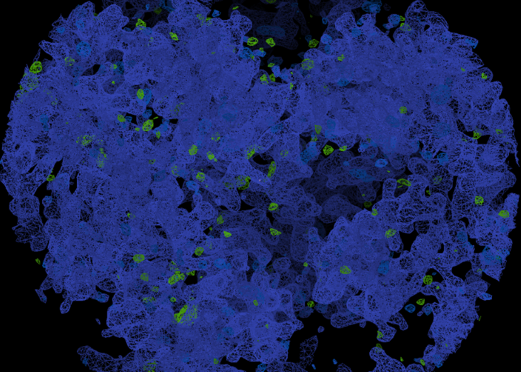 Carte de densité de la transcriptase inverse du VIH