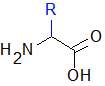Structure d'un acide aminé seul. 