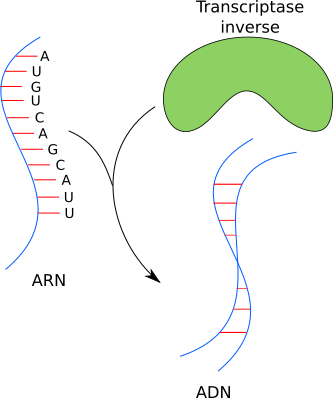 La transcriptase inverse transforme l'ARN en ADN.