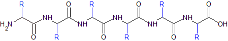 Les acides aminés s'assemblent en un polymère de façon linéaire.