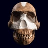 Logo de Découverte et datation d'Homo naledi