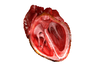 GIF d'une contraction cardiaque (modèle numérique)