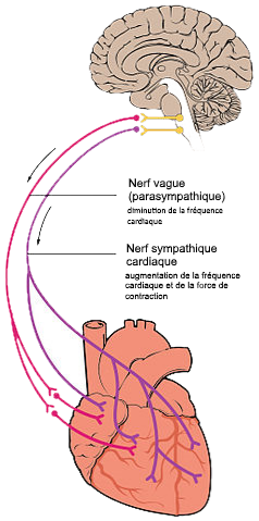 Innervation du cœur par le système sympathique et parasympathique