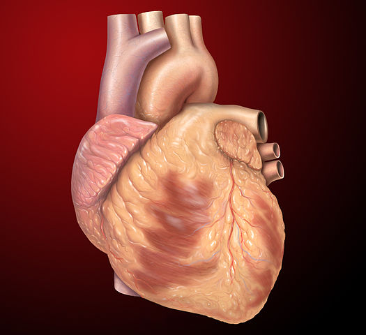 Coeur humain - image wikipédia de Patrick J. Lynch