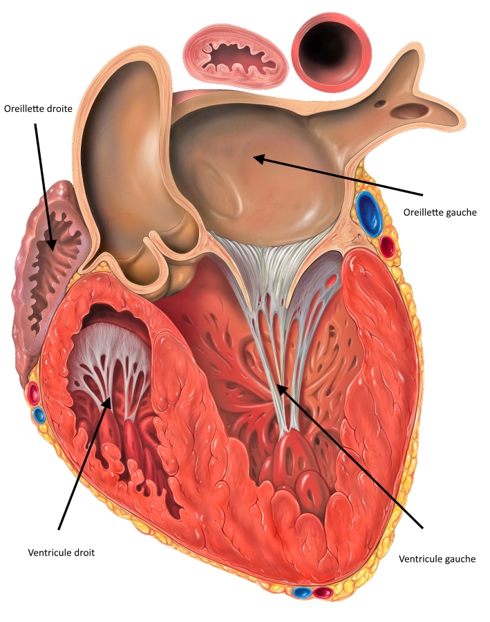 Les 4 cavités du cœur humain