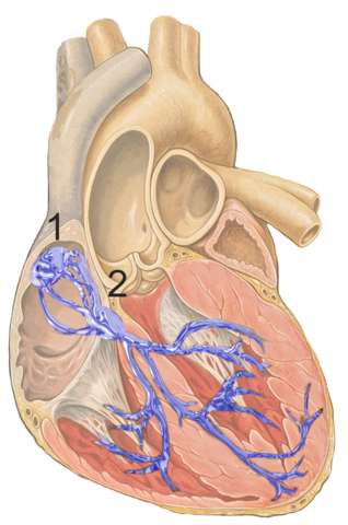 Position des noeud sinusal et atrioventriculaire