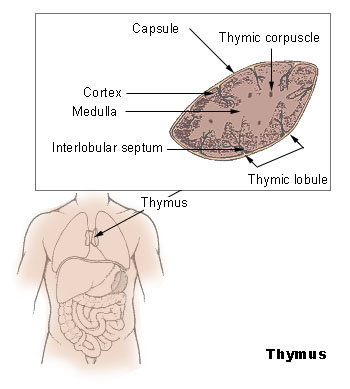 Localisation et structure du thymus