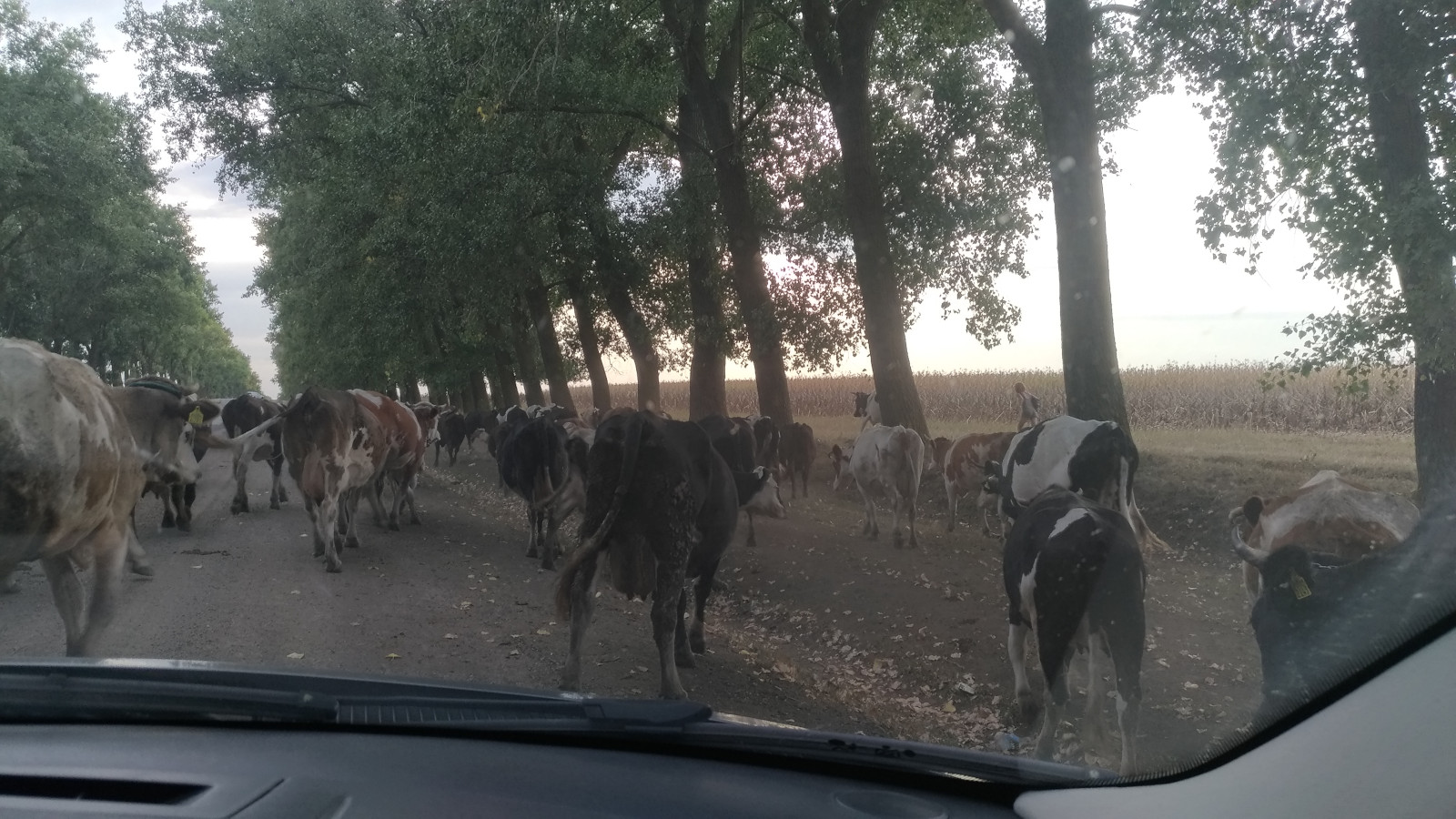 Vaches créant un embouteillage