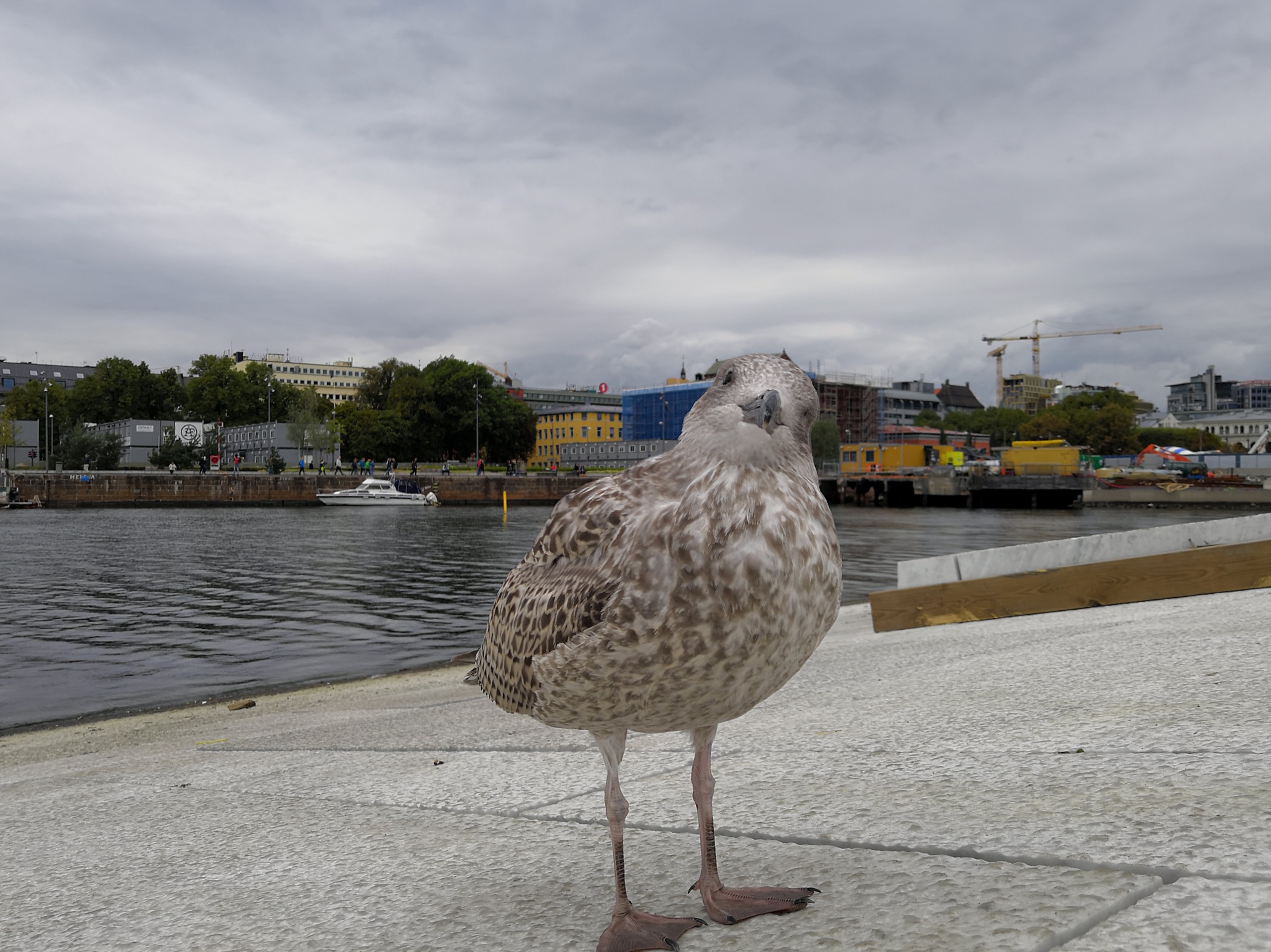 Un oiseau qui jouait avec moi à Oslo.