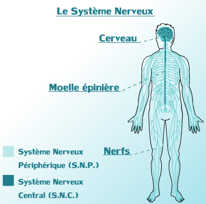 Le système nerveux (Creative Commons - @Blackline)