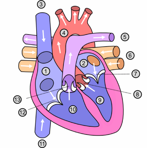 Schéma du cœur (auteur : Dake, Creative Commons)
