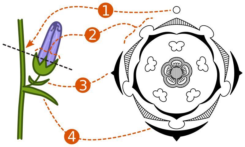 Floral_diagram_and_plant_material.svg.png