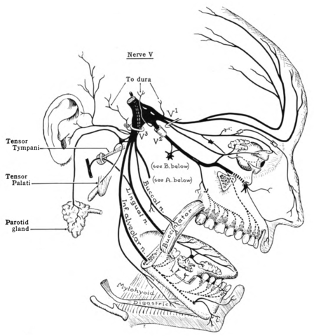 Schéma de la distribution du nerf trijumeau.